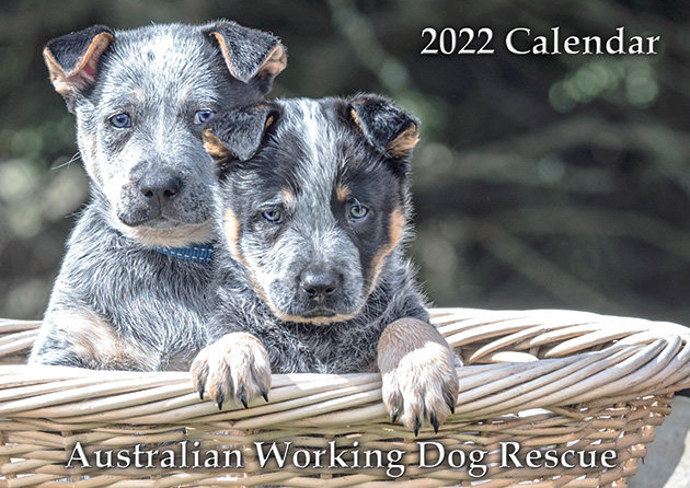 2022 Awdri Calendar – Australian Working Dog Rescue Store