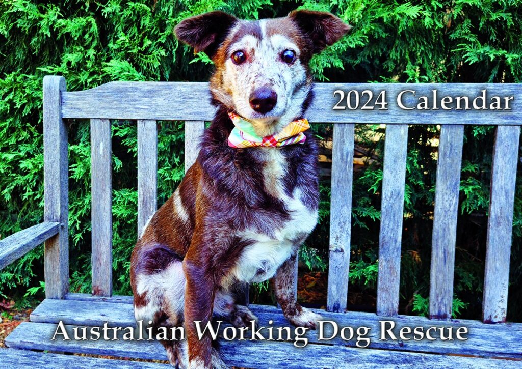 Australian Working Dog Rescue Store Giving working dogs a new start